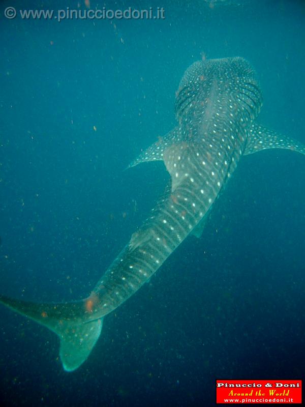 Djibouti - Whale Shark in Djibouti - 23.jpg